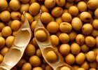 Gr�os de soja